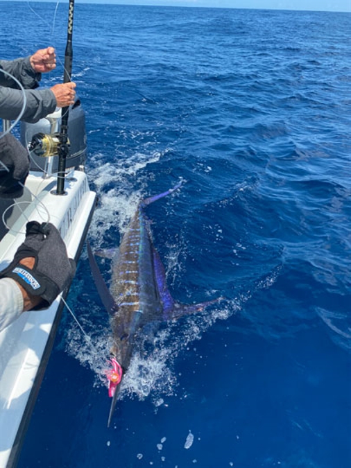 Deep-Sea-Fishing-Marlin