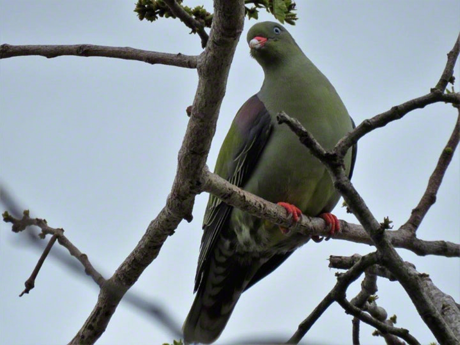 African Green Pigeon