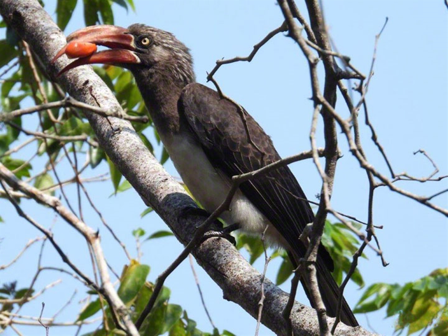Crowned Hornbill