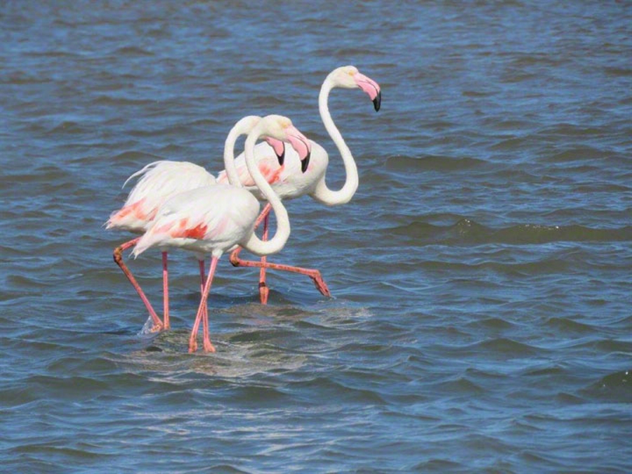 Flamingo