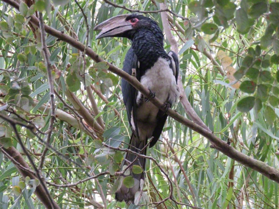 Trumpeter Hornbill