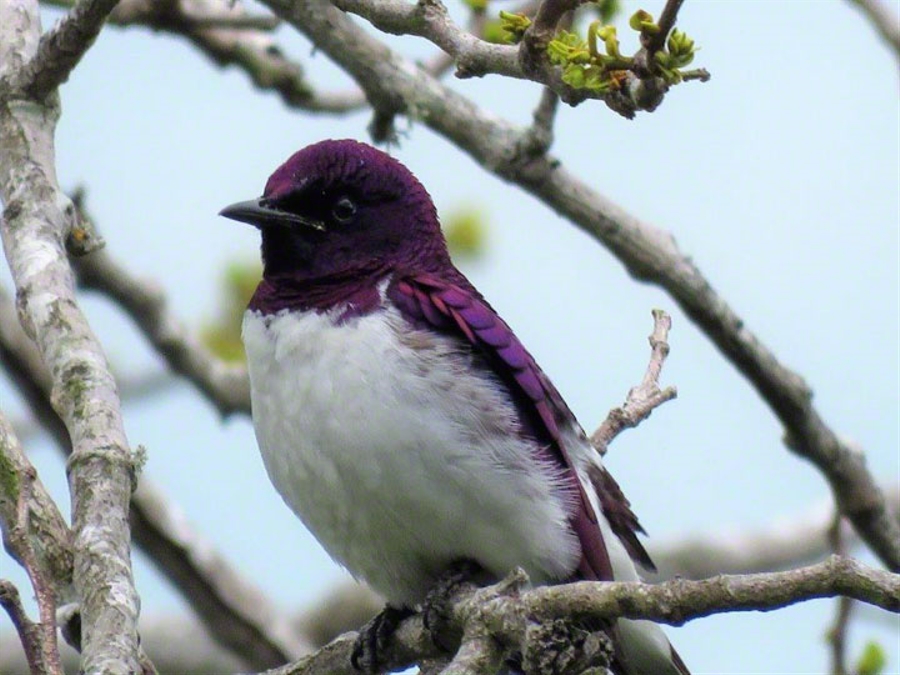 Violet Backed Starling