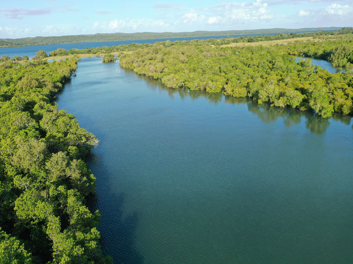Image Mangrove Tour page link