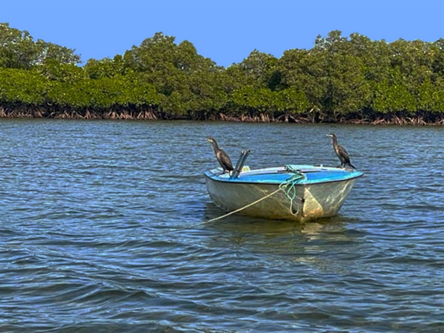 Inhaca Island Mangroves